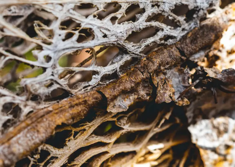 Nahaufnahme der verholzten, netzartigen Struktur eines verfallenen Kaktus.